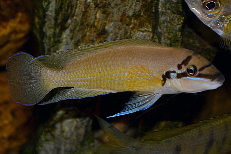 Chalinochromis brichardi